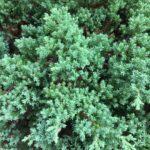 Guía para cultivar un manto viviente de enebro rastrero