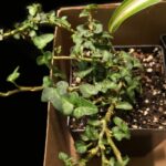 Guía para Cultivar y Controlar el Hedera Helix