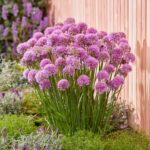 Guía para Cultivar y Cuidar Alliums Gigantes en Tu Jardín