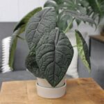 Guía para cultivar y cuidar Alocasia Mythic® Dragonite™