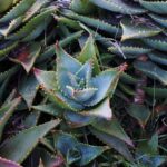Guía para Cultivar y Cuidar Aloe Brevifolia Eficazmente