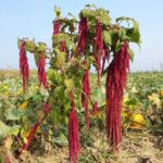 Guía para Cultivar y Cuidar Amarantos Colgantes Exitosamente