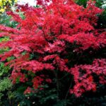 Guía para cultivar y cuidar árboles de arce japonés