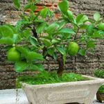 Guía para cultivar y cuidar árboles de lima enana