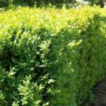 Guía para cultivar y cuidar arbustos de boj