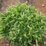 Guía para Cultivar y Cuidar Arbustos de Itea (Sweetspire)