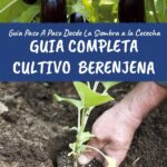 Guía para Cultivar y Cuidar Berenjenas en tu Jardín