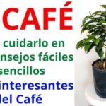 Guía para Cultivar y Cuidar Cafetos Arábigos en Casa