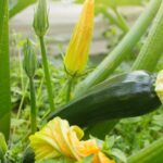 Guía para cultivar y cuidar calabacines en tu jardín