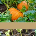Guía para Cultivar y Cuidar Calabazas Exitosamente