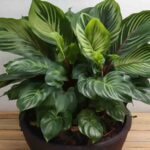 Guía para cultivar y cuidar Calathea Orbifolia exitosamente