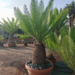 Guía para Cultivar y Cuidar Dioon Edule con Éxito