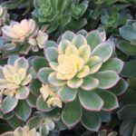 Guía para cultivar y cuidar el Aeonium Kiwi