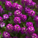 Guía para cultivar y cuidar el aliso ‘Oriental Nights