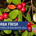 Guía para Cultivar y Cuidar el Árbol de Guayaba Fresa