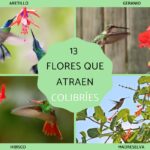 Guía para Cultivar y Cuidar el Arbusto Colibrí