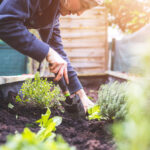 Guía para cultivar y cuidar el arbusto de las especias