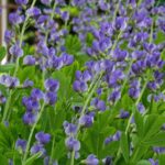 Guía para Cultivar y Cuidar el Baptisia Australis