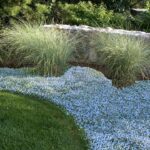 Guía para Cultivar y Cuidar el Blue Star Creeper