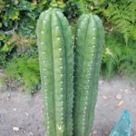 Guía para Cultivar y Cuidar el Cereus Nocturno