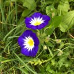 Guía para cultivar y cuidar el Convolvulus Tricolor