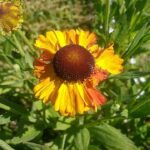 Guía para Cultivar y Cuidar el Helenium exitosamente
