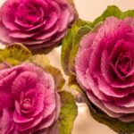 Guía para cultivar y cuidar el kale ornamental ‘Crane Red