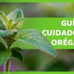 Guía para cultivar y cuidar el orégano en casa