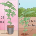 Guía para Cultivar y Cuidar el Pachulí en Casa