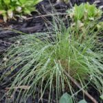 Guía para cultivar y cuidar el pasto Prairie Dropseed