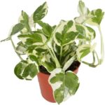 Guía para cultivar y cuidar el Pothos Perlas y Jade