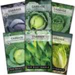 Guía para cultivar y cuidar el repollo de Saboya