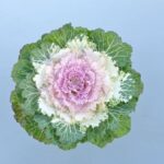 Guía para cultivar y cuidar el repollo ‘Osaka Pink
