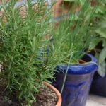 Guía para cultivar y cuidar el romero con éxito