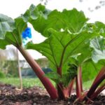 Guía para cultivar y cuidar el ruibarbo con éxito