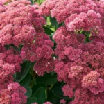 Guía para cultivar y cuidar el sedum Autumn Joy