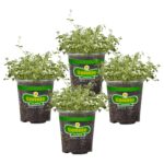 Guía para cultivar y cuidar el tomillo inglés