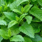 Guía para Cultivar y Cuidar el Toronjil Pamplina