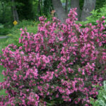 Guía para Cultivar y Cuidar el Weigela ‘Wine and Roses