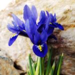Guía para cultivar y cuidar flores de iris exitosamente