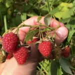 Guía para Cultivar y Cuidar Frambuesas ‘Heritage’