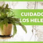Guía para Cultivar y Cuidar Helechos Japoneses Pintados