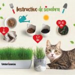 Guía para Cultivar y Cuidar Hierba Gatera en Casa