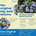 Guía para Cultivar y Cuidar Hortensias ‘Endless Summer’