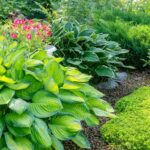 Guía para Cultivar y Cuidar Hostas en tu Jardín