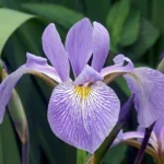 Guía para Cultivar y Cuidar Iris Virginica: Southern Blue Flag