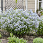 Guía para Cultivar y Cuidar la Amsonia ‘Storm Cloud
