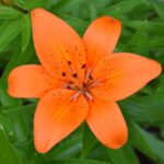 Guía para cultivar y cuidar la azucena roja japonesa