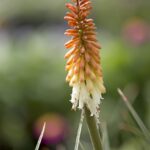 Guía para cultivar y cuidar la flor de flamenco