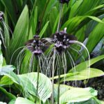 Guía para Cultivar y Cuidar la Flor Murciélago